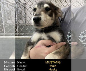 Siberian Husky-Unknown Mix Dogs for adoption in Cedar Crest, NM, USA