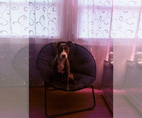 Medium Photo #19 American Pit Bull Terrier-Unknown Mix Puppy For Sale in Germantown, OH, USA