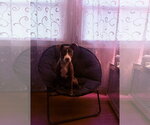 Small #18 American Pit Bull Terrier Mix