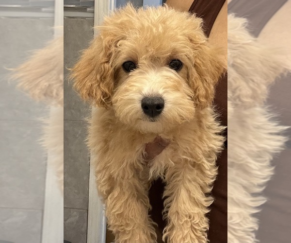 Medium Photo #1 Maltipoo (Miniature)-Poodle (Toy) Mix Puppy For Sale in CHICAGO, IL, USA