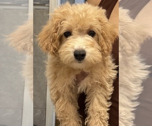 Maltipoo (Miniature)-Poodle (Toy) Mix Puppy for sale in CHICAGO, IL, USA