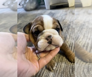 English Bulldog Puppy for sale in DALLAS, TX, USA