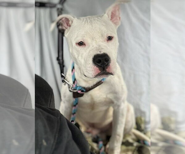 Medium Photo #7 American Bulldog-Unknown Mix Puppy For Sale in Strongsville, OH, USA