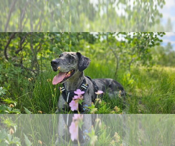 Medium Photo #1 Great Dane Puppy For Sale in Lakewood, CO, USA
