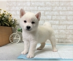 Small Photo #9 Shiba Inu Puppy For Sale in BEVERLY HILLS, CA, USA