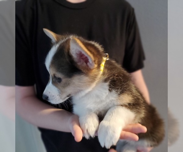 Medium Photo #4 Pembroke Welsh Corgi Puppy For Sale in GRAHAM, WA, USA