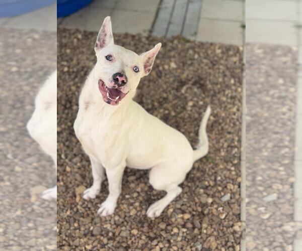 Medium Photo #5 Mutt Puppy For Sale in Yardley, PA, USA