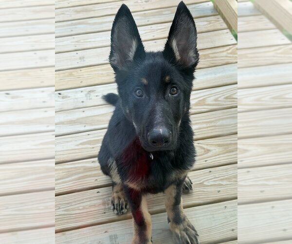 Medium Photo #3 German Shepherd Dog Puppy For Sale in Aurora, IN, USA