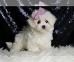 Puppy Peyton AKC Maltese