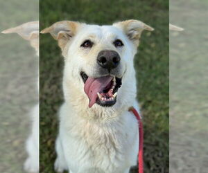 Twinkle - Female Labrador Retriever-Unknown Mix Dog for Adoption - Photo #5