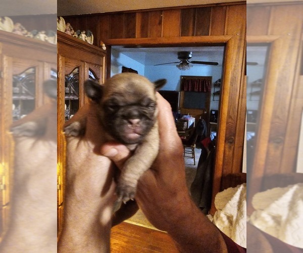 Medium Photo #2 Chug Puppy For Sale in MARTINSVILLE, IN, USA