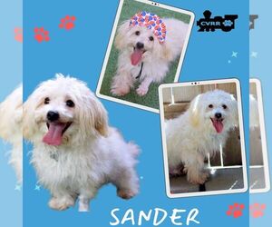 Havanese-Unknown Mix Dogs for adoption in Lindsay, CA, USA