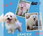 Small Havanese Mix