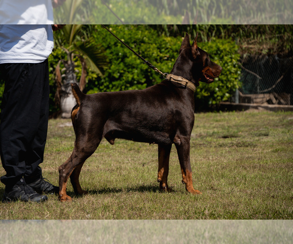 Medium Photo #20 Doberman Pinscher Puppy For Sale in FORT LAUDERDALE, FL, USA