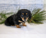 Small Photo #16 Dachshund Puppy For Sale in GOSHEN, IN, USA