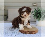 Small #2 Bernedoodle (Miniature)