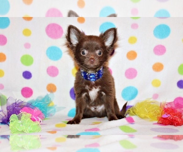 Medium Photo #12 Chihuahua Puppy For Sale in CHARLESTON, AR, USA