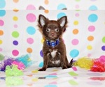 Small #1 Chihuahua