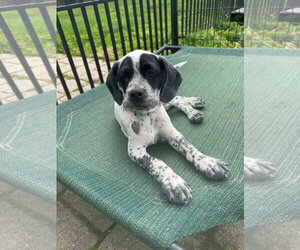 Bluetick Coonhound-Pointer Mix Dogs for adoption in Oakhurst, NJ, USA