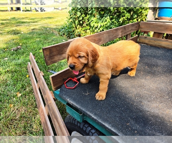 Medium Photo #6 Golden Retriever Puppy For Sale in LEON, KS, USA