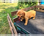 Small #5 Golden Retriever