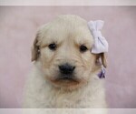 Small Photo #5 Golden Retriever Puppy For Sale in LIBERTY, KY, USA