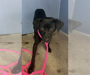 Chihuahua Dogs for adoption in San Bernardino, CA, USA