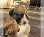 Small Photo #22 Anatolian Shepherd Puppy For Sale in COMMERCE, TX, USA