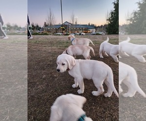 Labrador Retriever Puppy for Sale in CHEHALIS, Washington USA