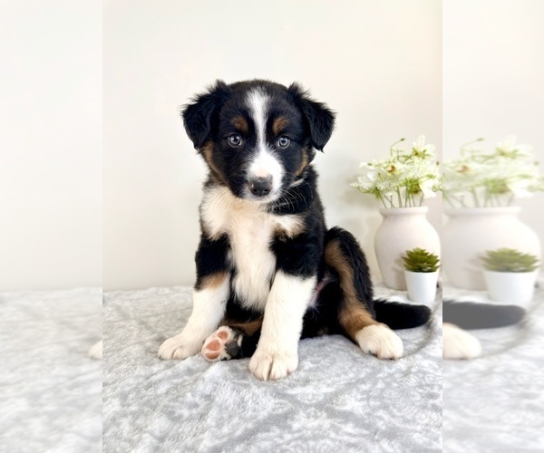 Medium Photo #5 Australian Shepherd Puppy For Sale in GREENFIELD, IN, USA