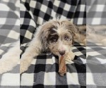 Small #19 Aussiedoodle