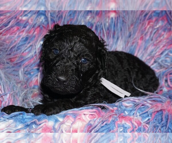 Medium Photo #1 Labradoodle Puppy For Sale in LA HABRA, CA, USA