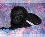 Small Photo #1 Labradoodle Puppy For Sale in LA HABRA, CA, USA
