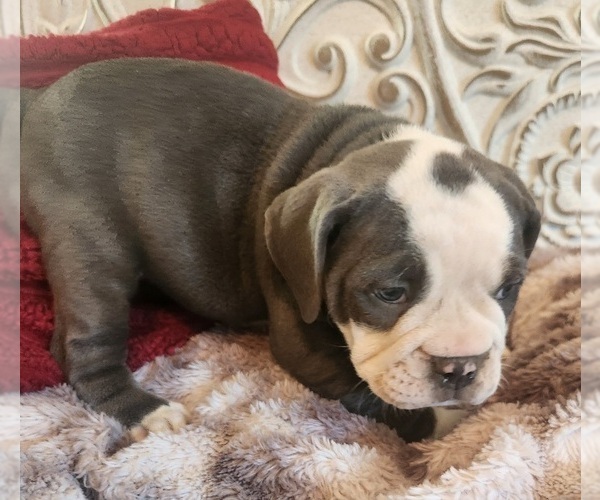 Medium Photo #5 Bulldog Puppy For Sale in FAIRFIELD, IA, USA