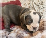 Small Photo #5 Bulldog Puppy For Sale in FAIRFIELD, IA, USA