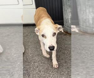 Labrador Retriever-Unknown Mix Dogs for adoption in San Antonio, TX, USA