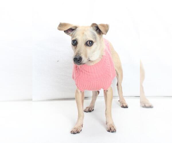 Medium Photo #1 Chihuahua Puppy For Sale in Burbank, CA, USA