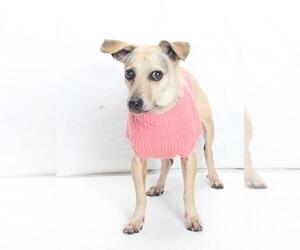 Chihuahua Dogs for adoption in Burbank, CA, USA