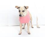 Small Chihuahua