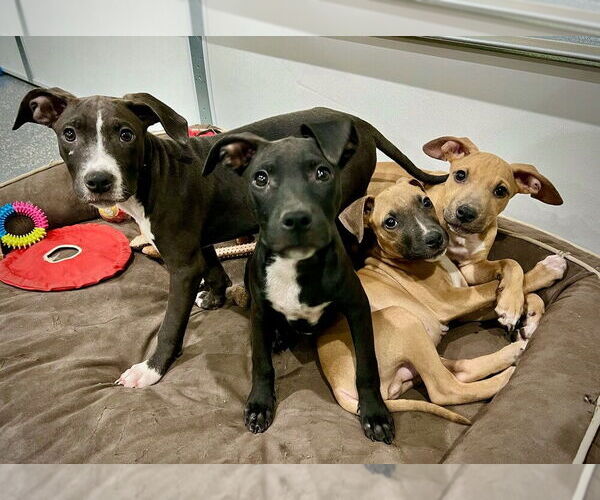 Medium Photo #2 American Pit Bull Terrier-Labrador Retriever Mix Puppy For Sale in Brewster, NY, USA