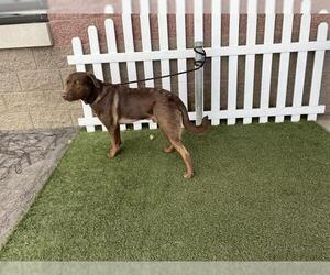 Labrador Retriever Dogs for adoption in Modesto, CA, USA