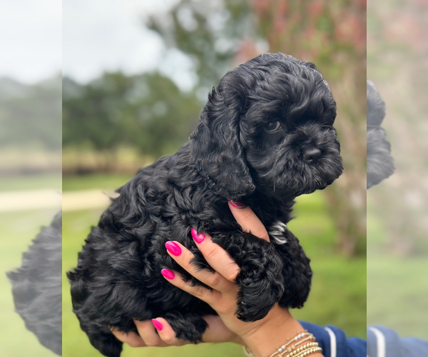 Medium Photo #4 Cock-A-Poo Puppy For Sale in STEPHENVILLE, TX, USA