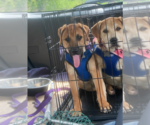 Small #12 Retriever  Mix