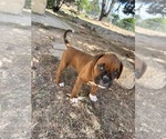 Small #2 Boxer
