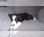 Small Photo #30 Border Collie Puppy For Sale in AIKEN, SC, USA
