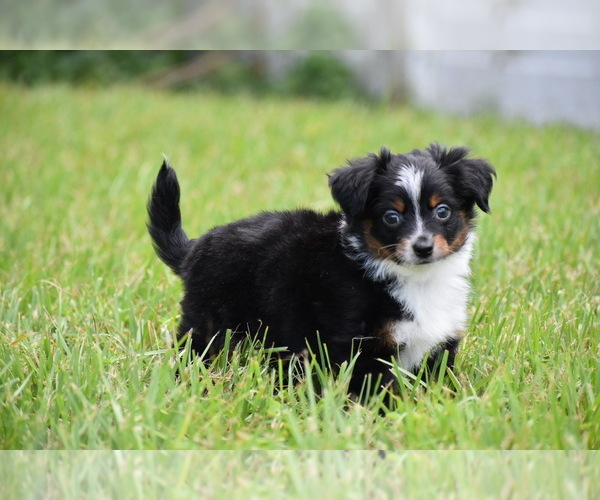 Medium Photo #7 Miniature Australian Shepherd Puppy For Sale in PALM COAST, FL, USA