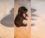 Small Photo #5 Australian Shepherd Puppy For Sale in CHARLESTON, SC, USA