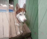 Small #6 Siberian Husky