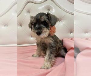 Schnauzer (Miniature) Puppy for Sale in LEHIGH ACRES, Florida USA