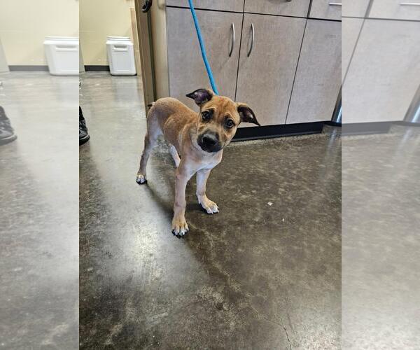 Medium Photo #1 Black Mouth Cur-Unknown Mix Puppy For Sale in Rockwall, TX, USA